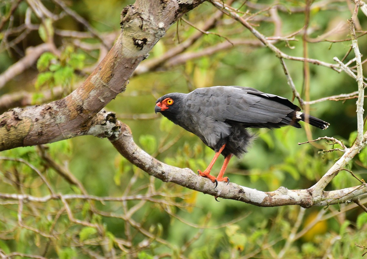 Slate-colored Hawk - Luiz Moschini