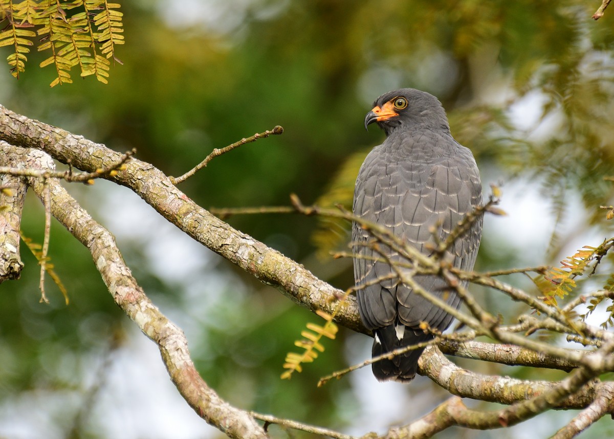 Slender-billed Kite - ML103388971