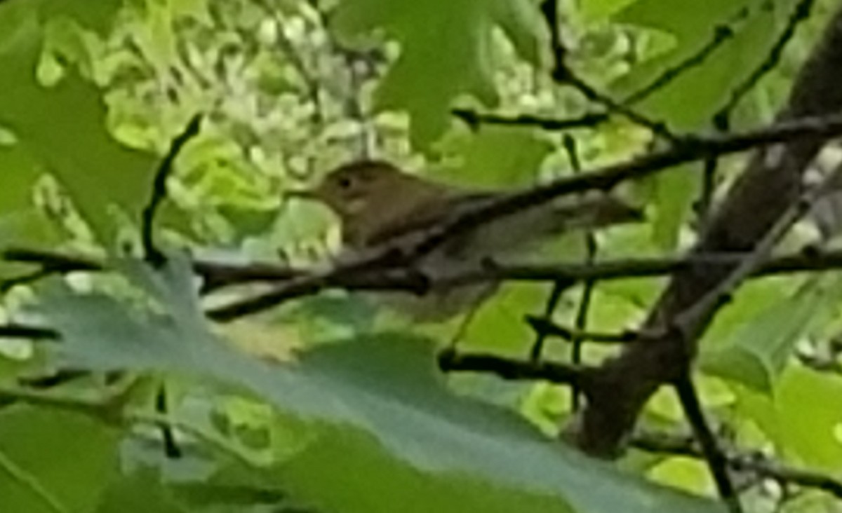 Swainson's Thrush - ML103394481