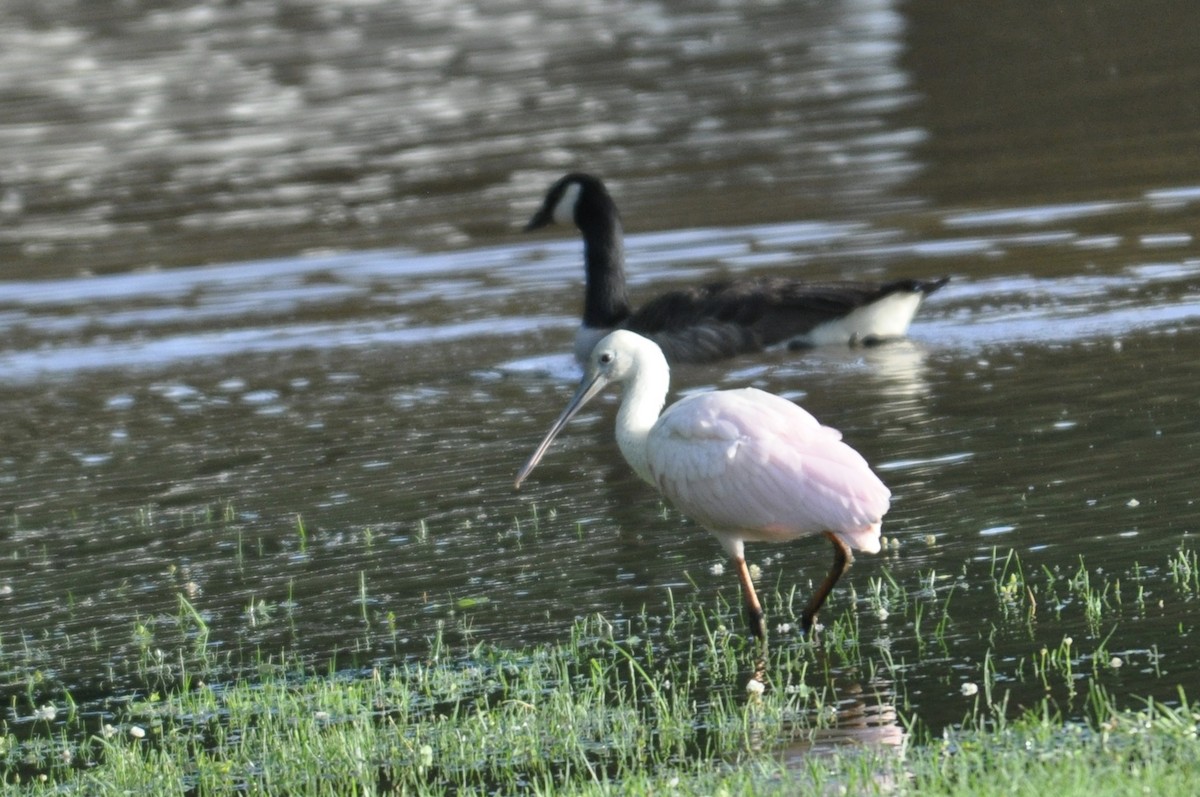 Roseate Spoonbill - ML103395401