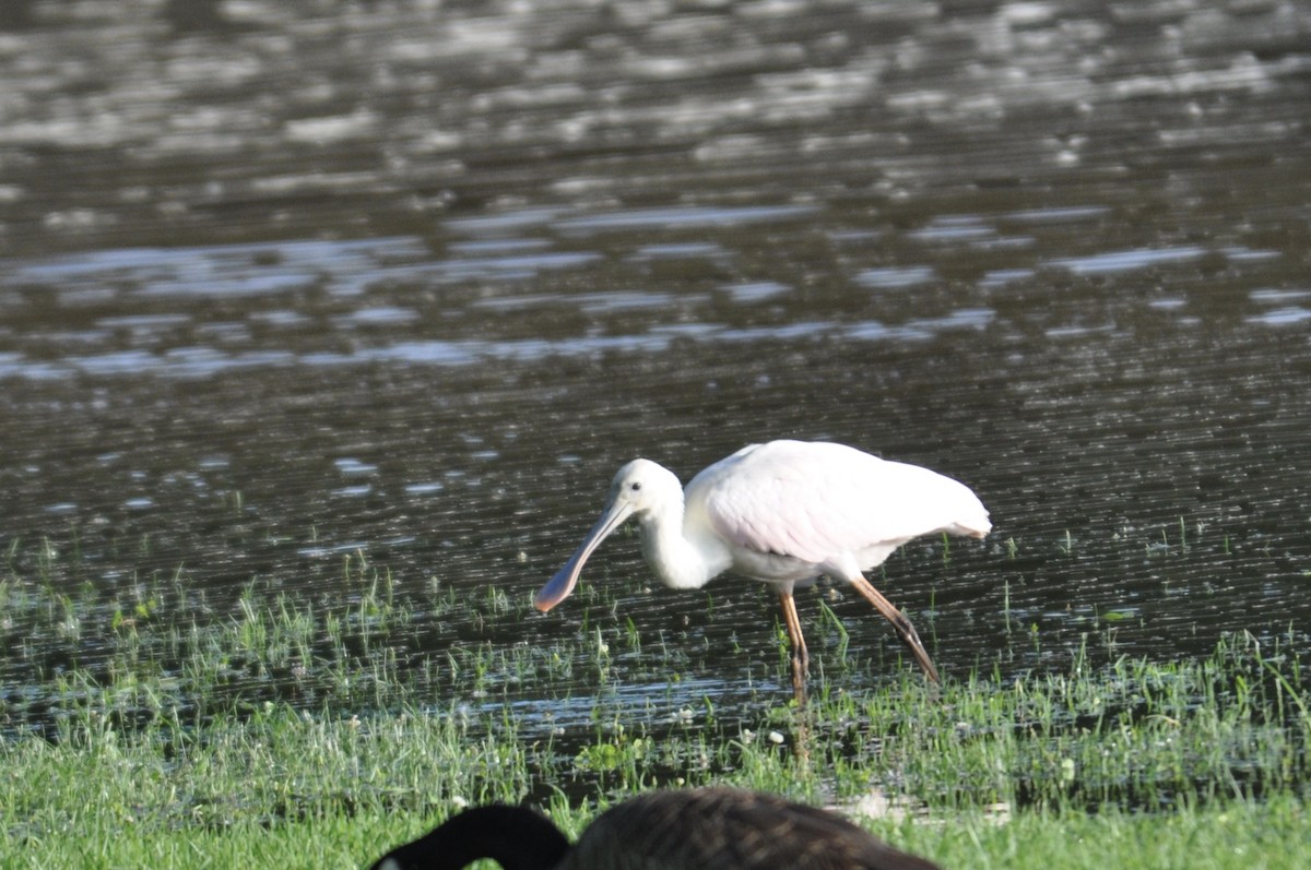 Roseate Spoonbill - ML103395411