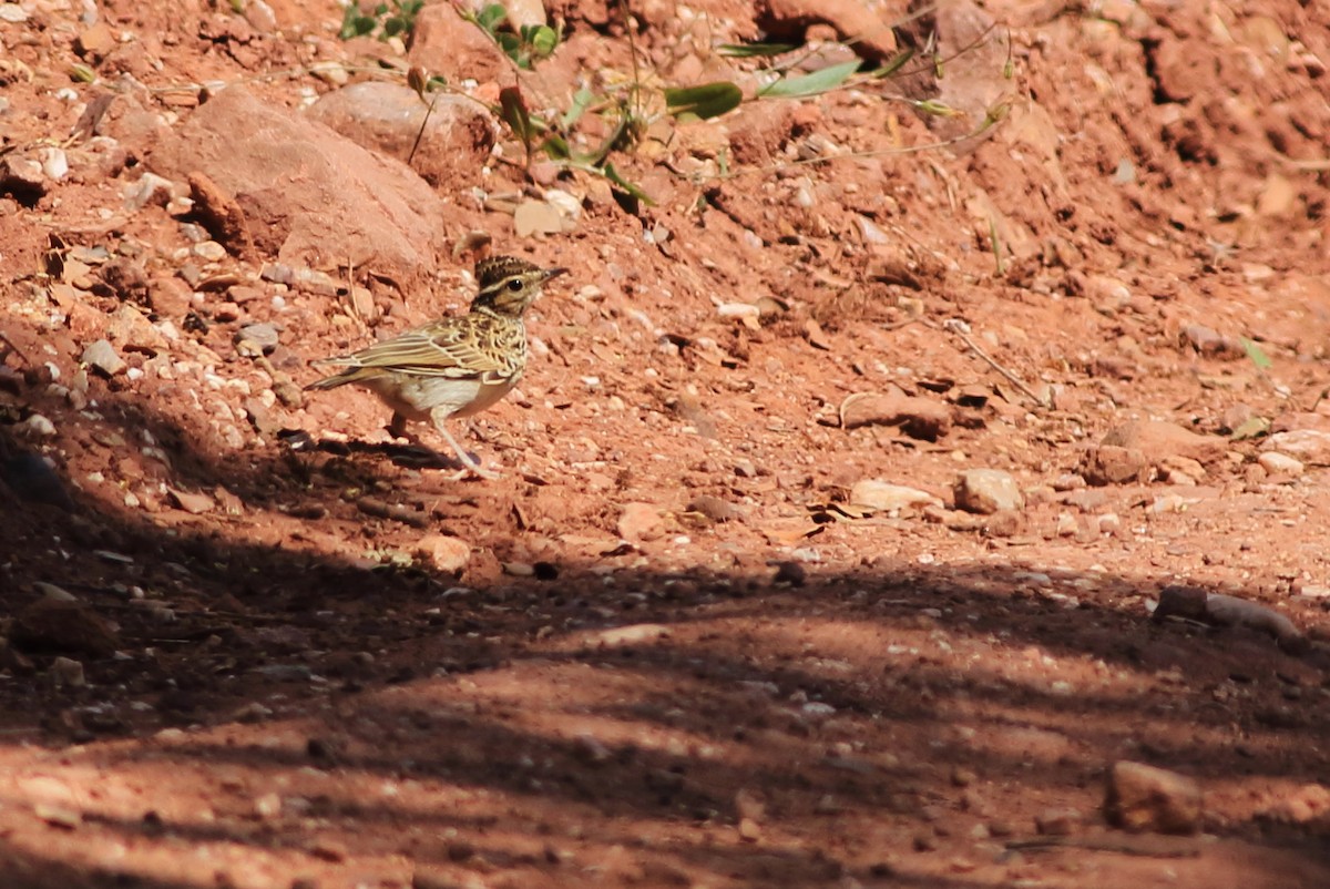 Wood Lark - ML103400991