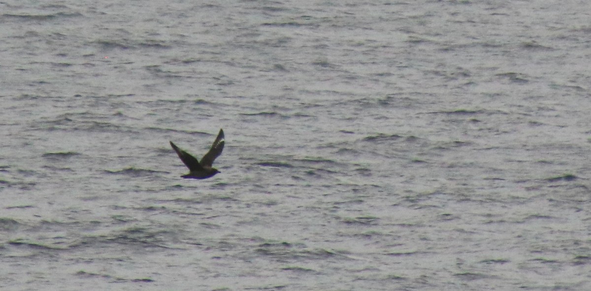 Great Skua - Alexandre Anctil