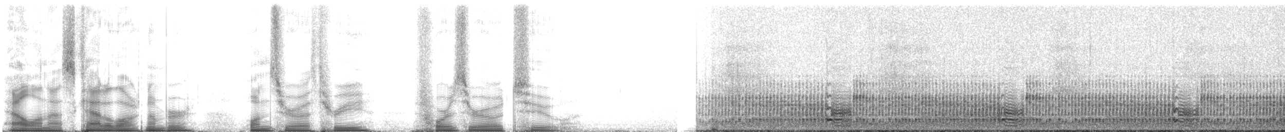 Sturmwellenläufer (pelagicus) - ML103402