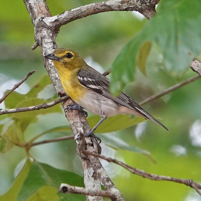 Yellow-throated Vireo - ML103403181