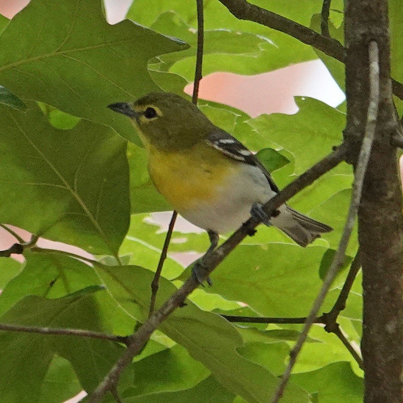 Yellow-throated Vireo - ML103403191