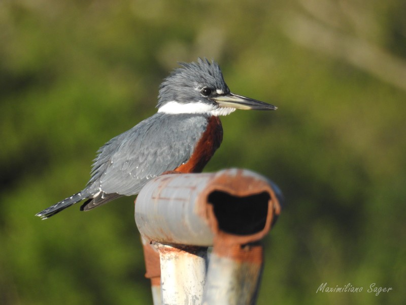 Ringed Kingfisher - ML103403551