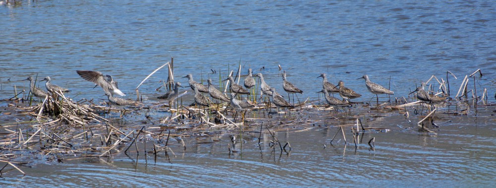 Short-billed Dowitcher - ML103403631