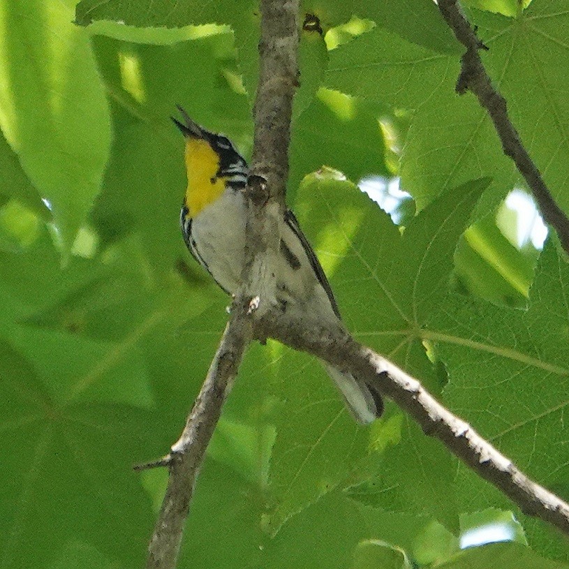 Yellow-throated Warbler - Donald Sutherland