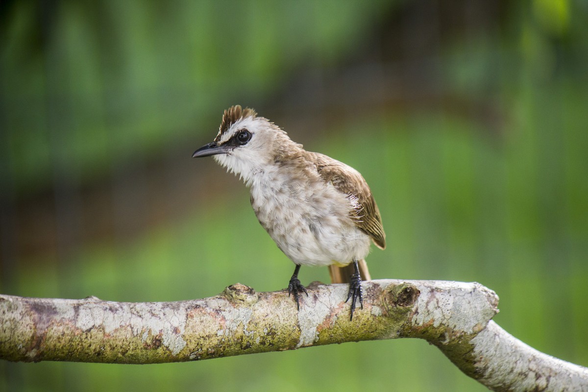 Yellow-vented Bulbul - Michael Teoh