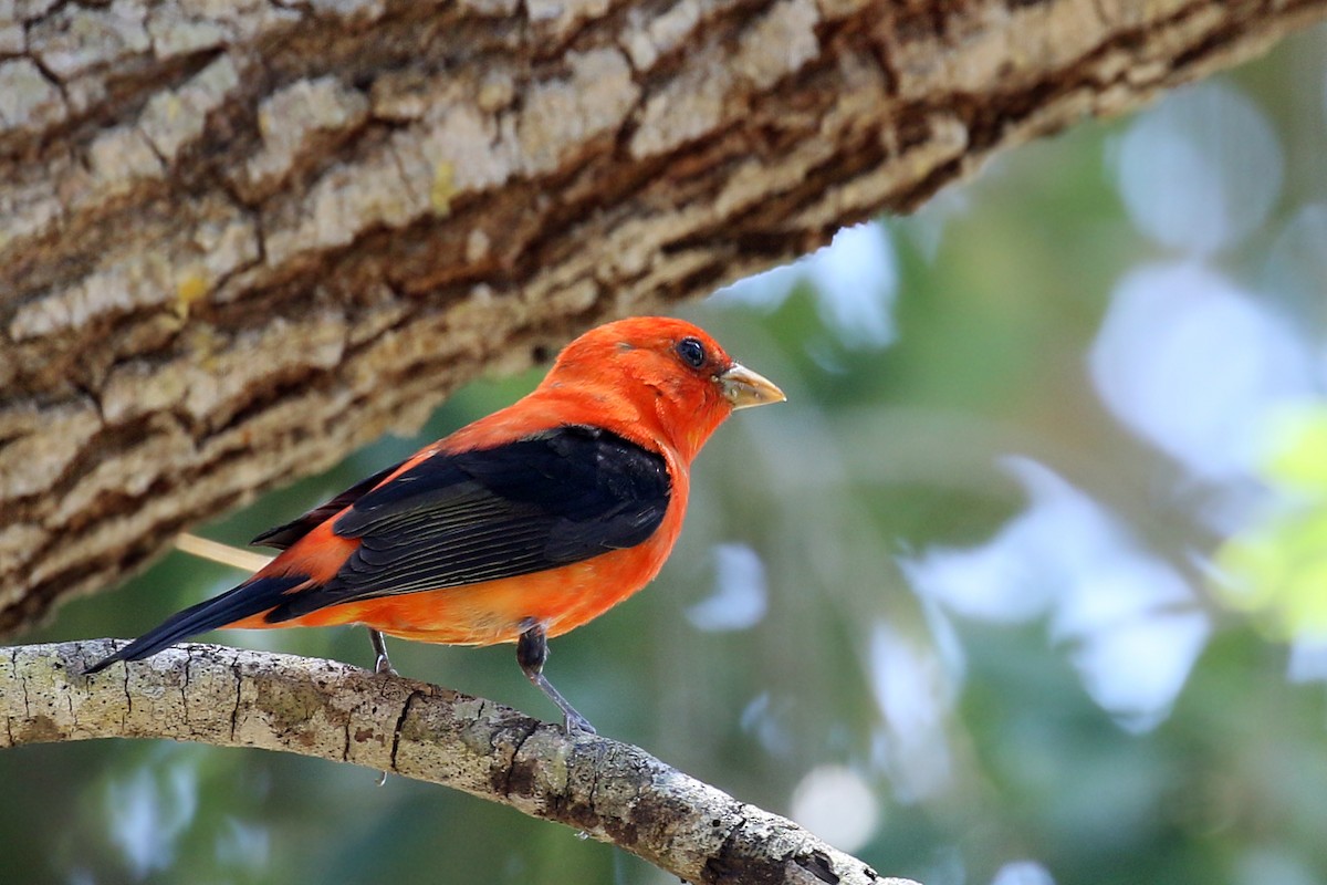 Scarlet Tanager - ML103405521