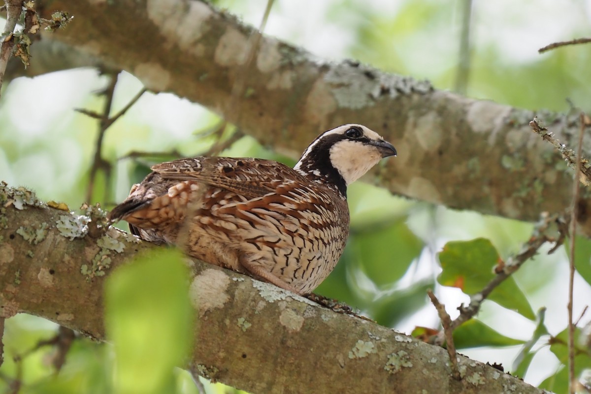 Northern Bobwhite - ML103405911