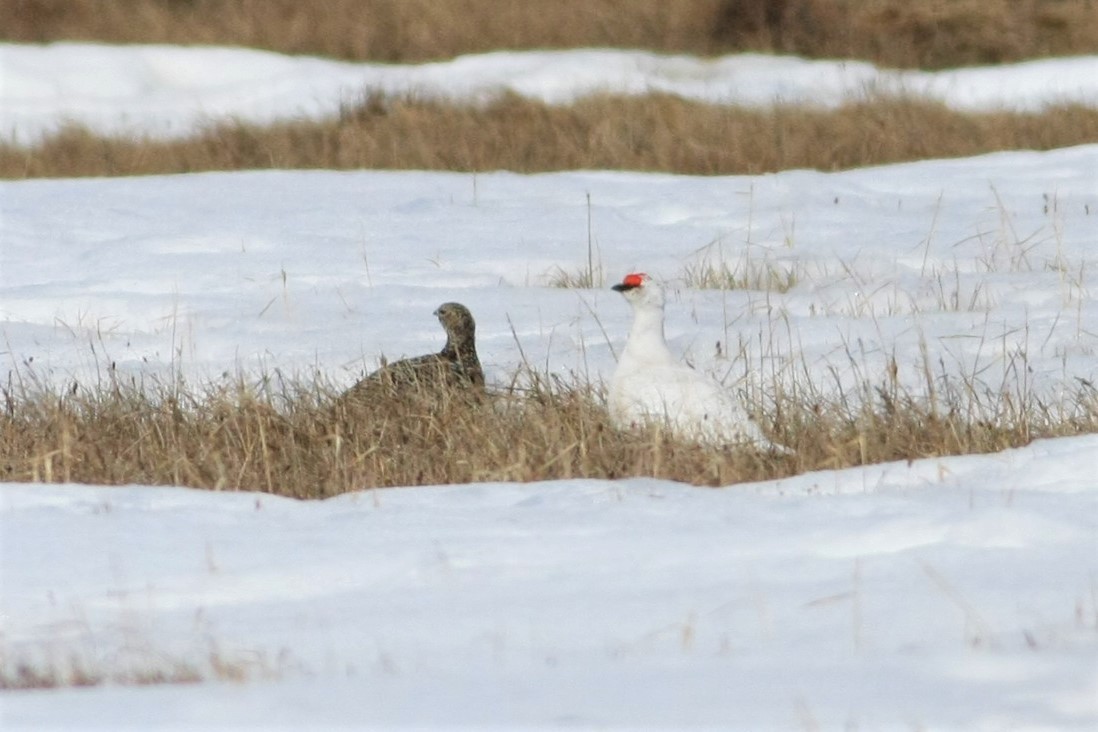 Rock Ptarmigan - ML103405981