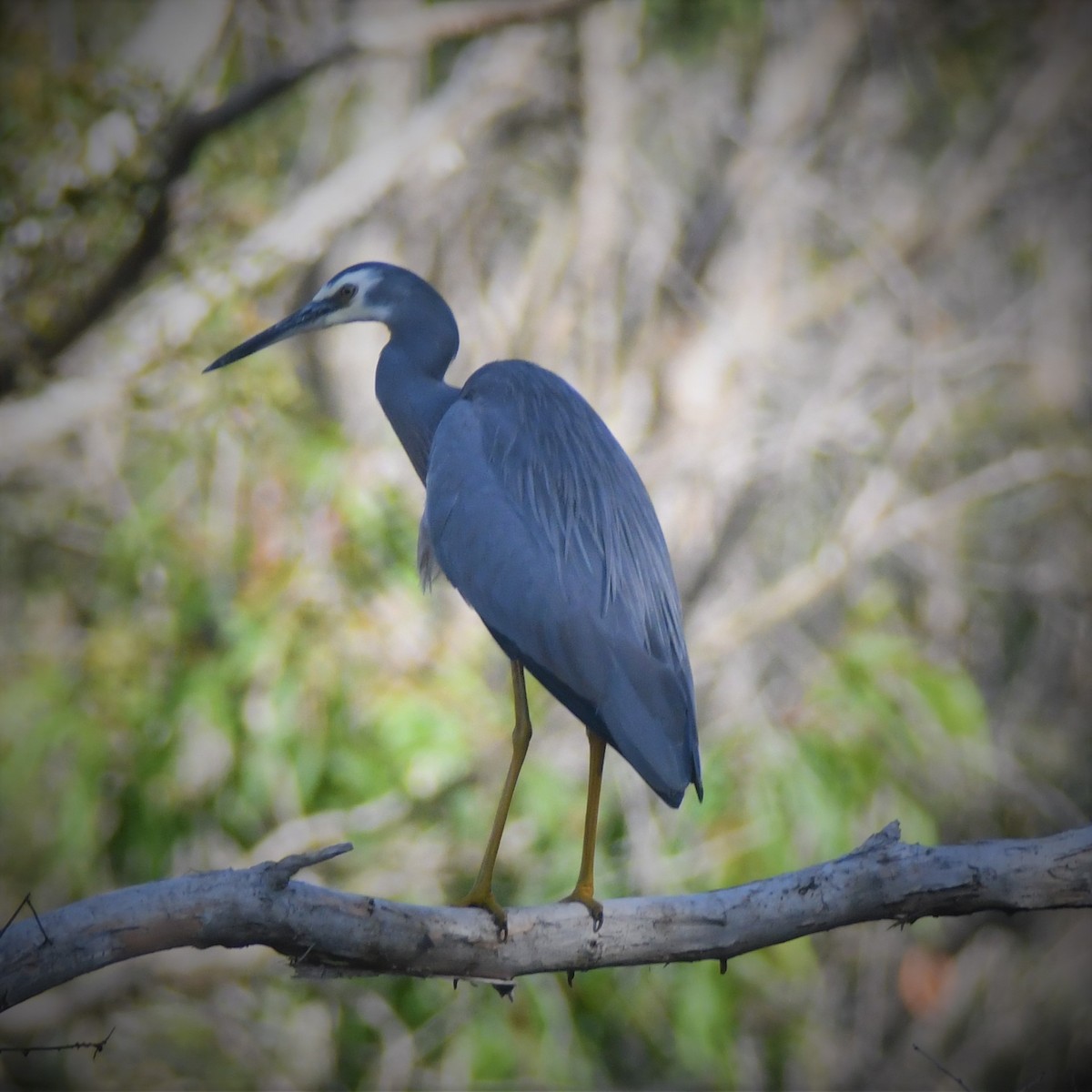 White-faced Heron - ML103405991