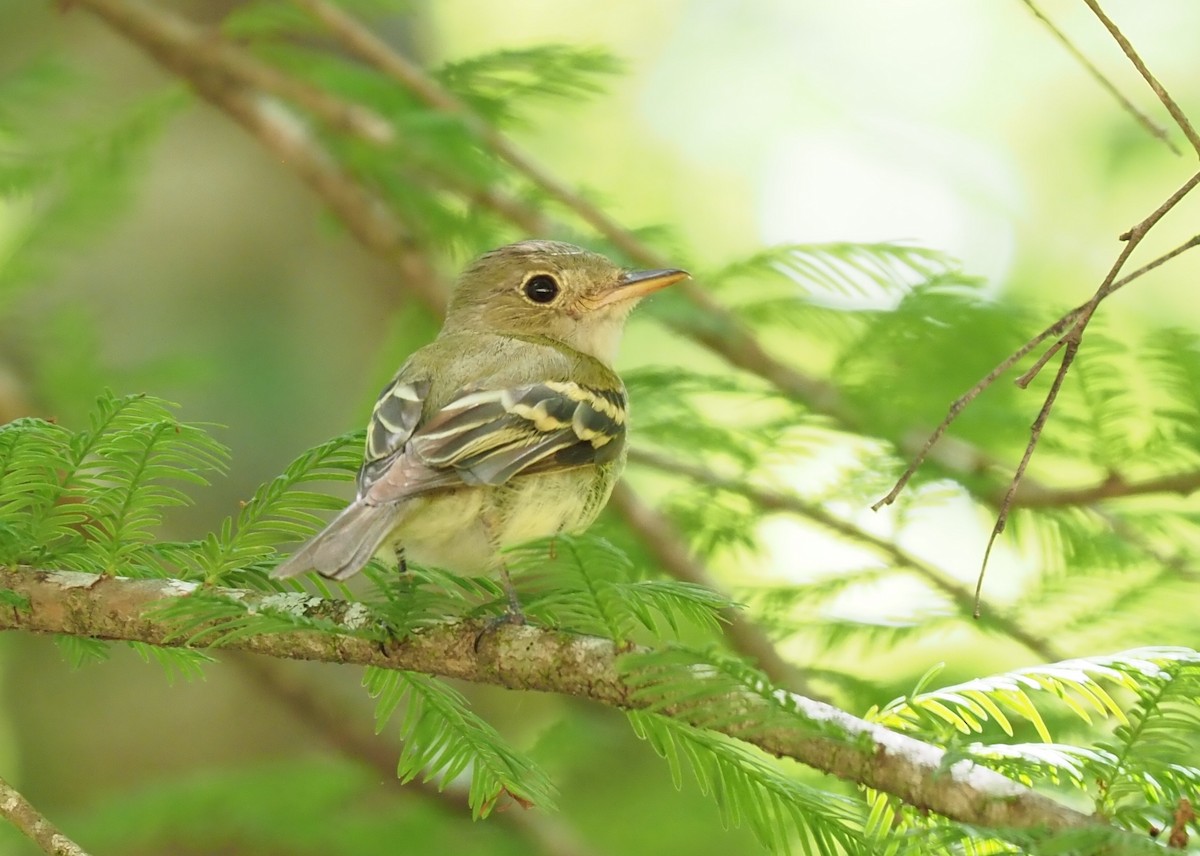Acadian Flycatcher - ML103406011