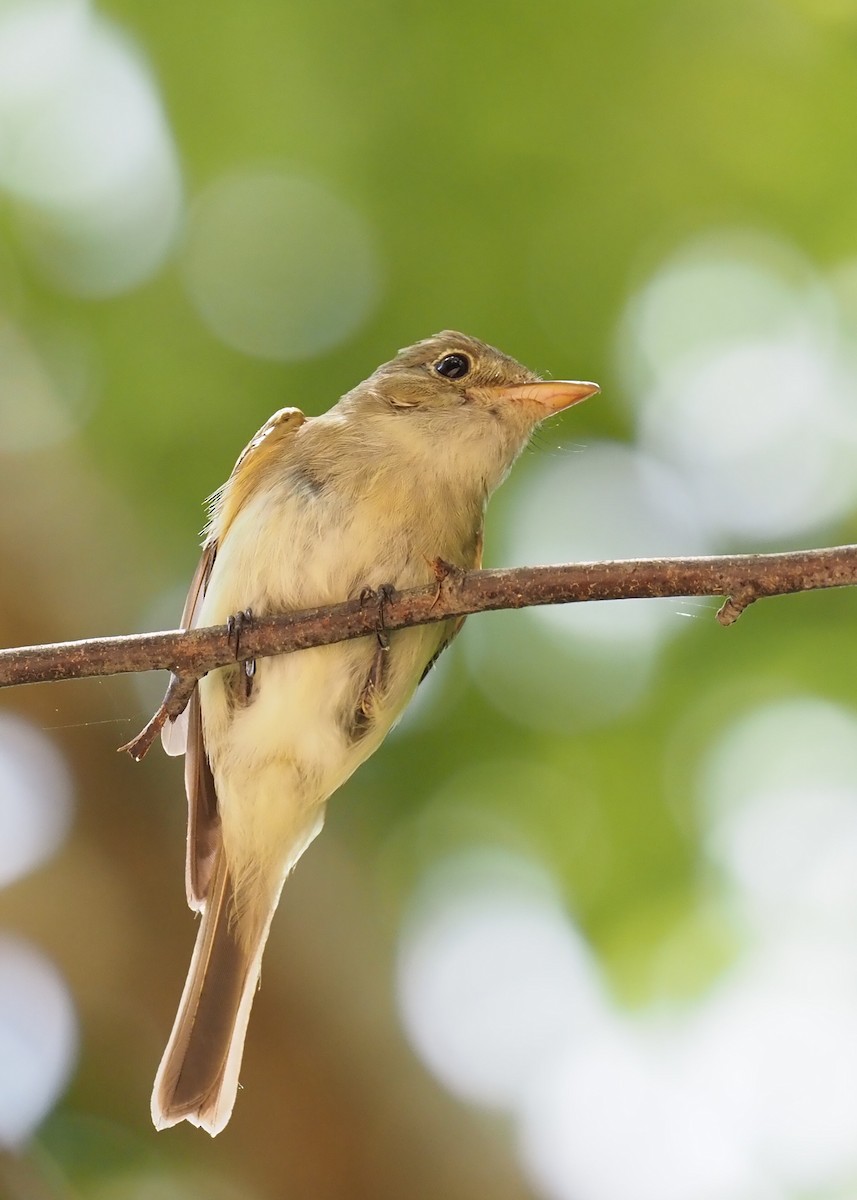 Acadian Flycatcher - ML103406021