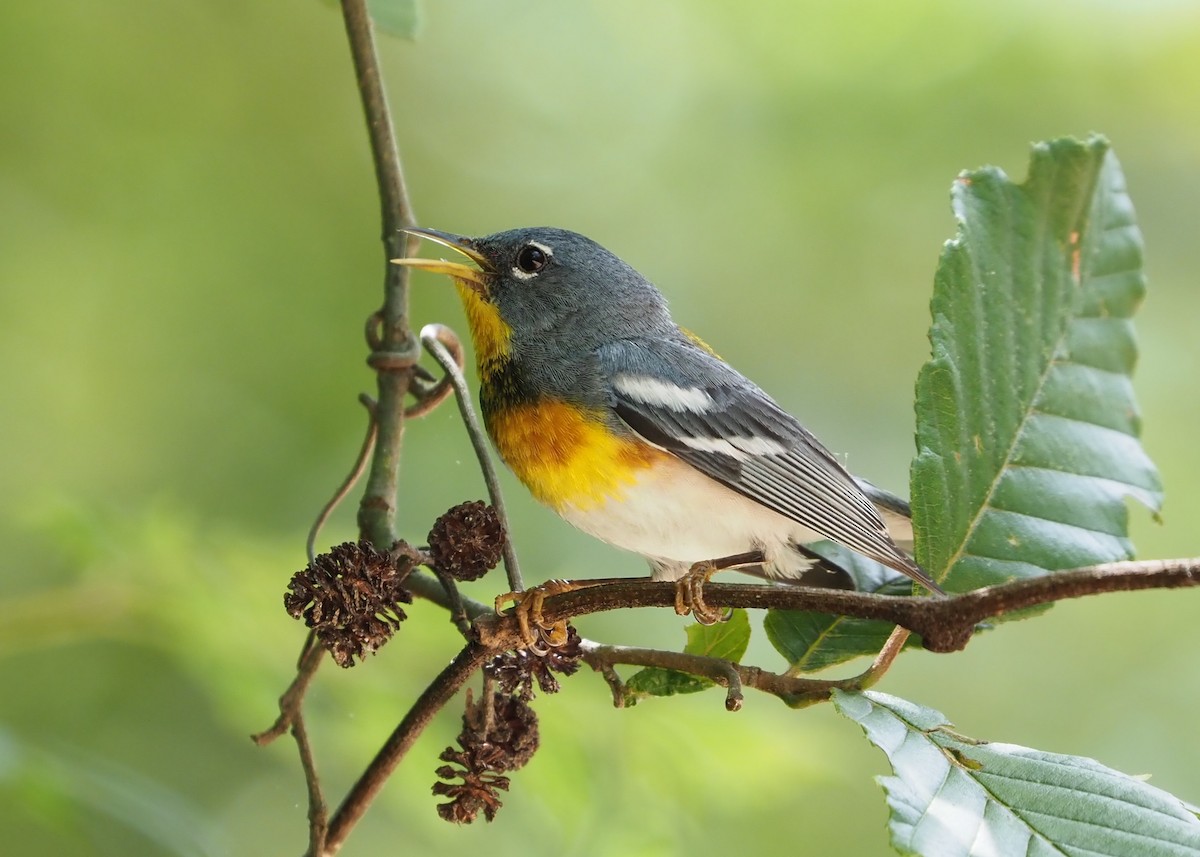 Northern Parula - ML103406081