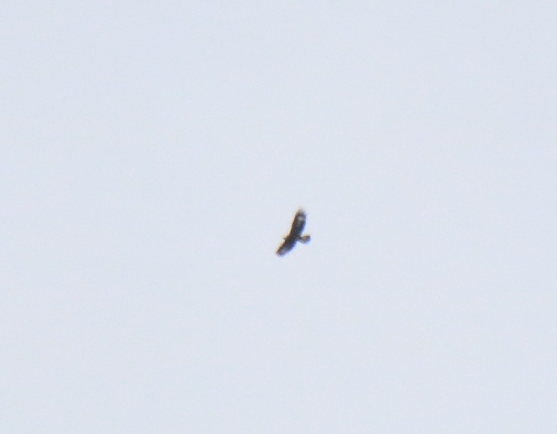 Golden Eagle - ML103406391