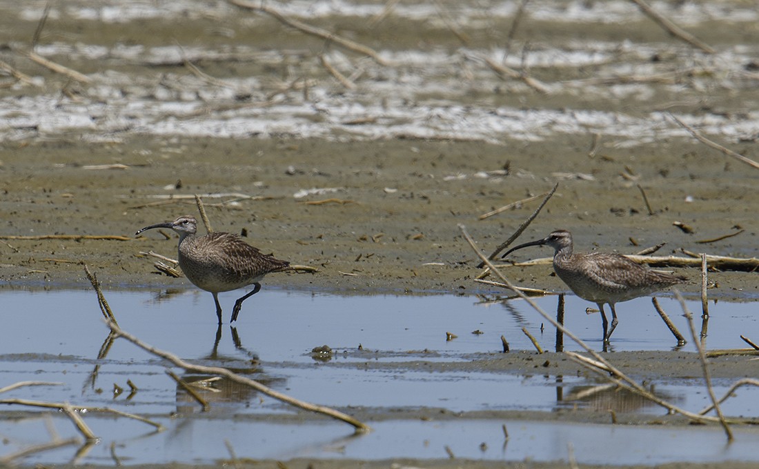 Regenbrachvogel - ML103406481