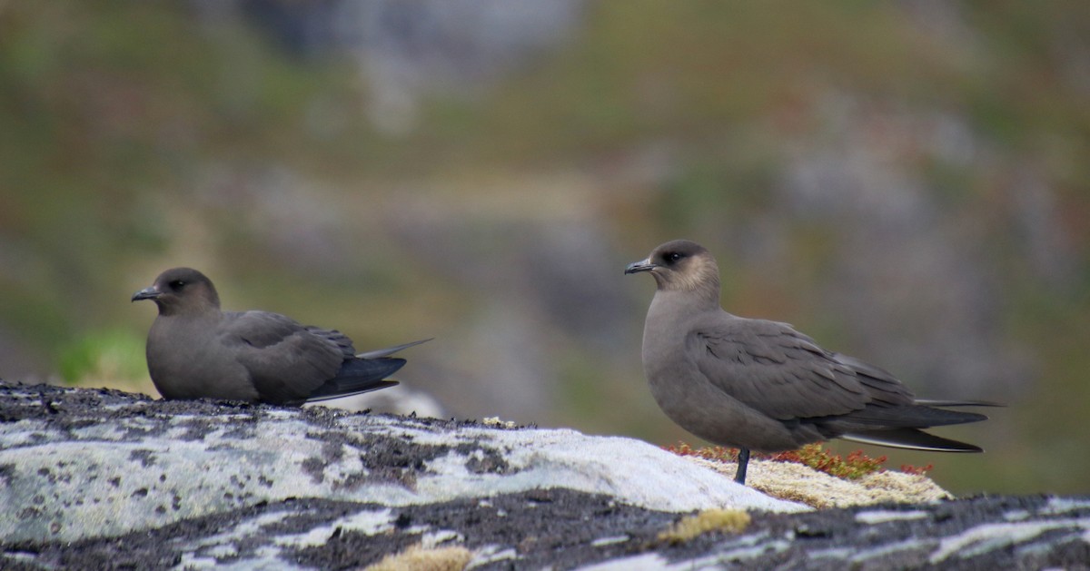 Parasitic Jaeger - Alexandre Anctil