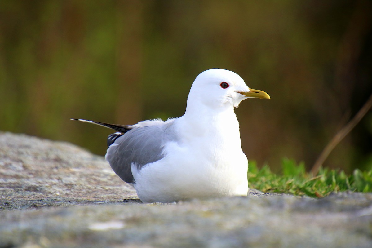 Common Gull - Alexandre Anctil