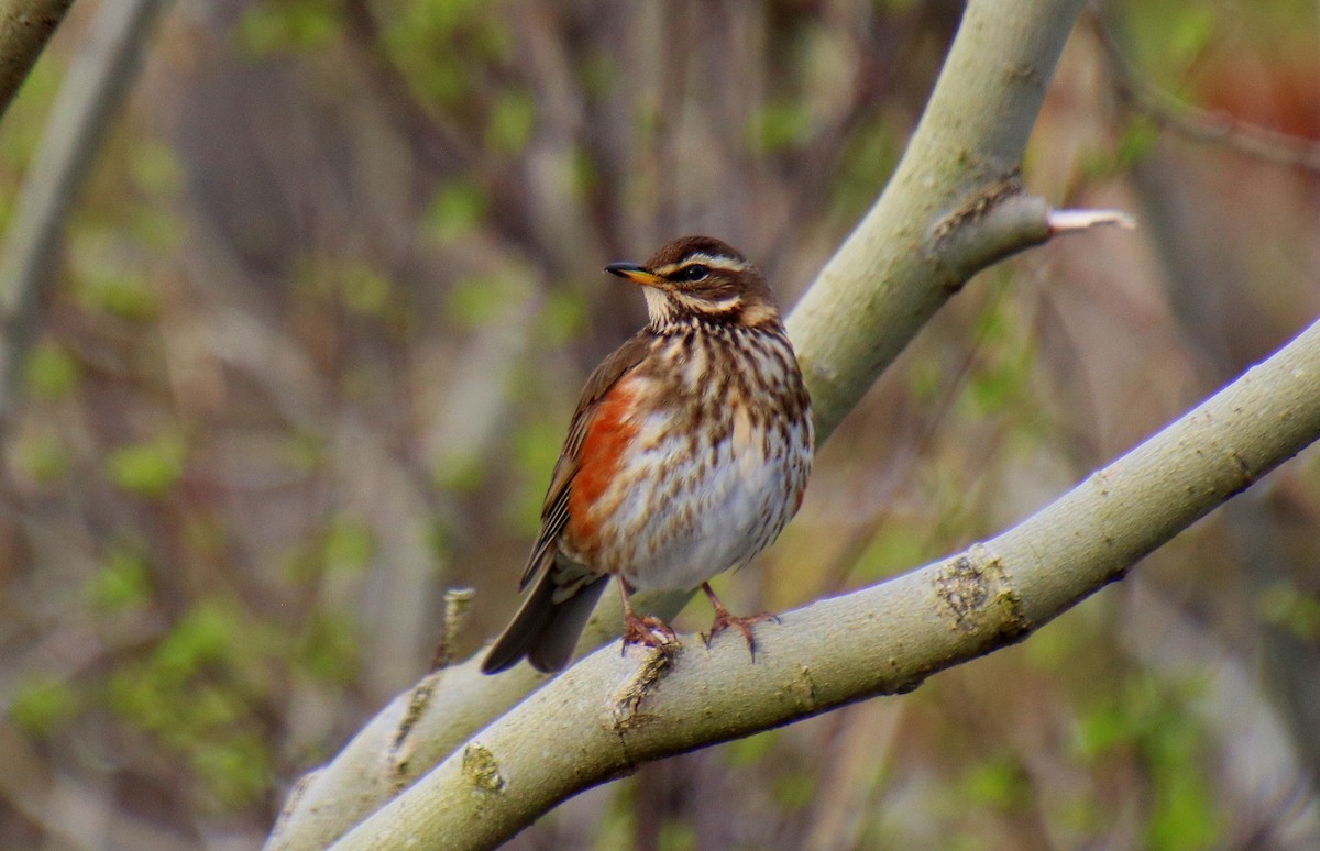 Redwing - Alexandre Anctil