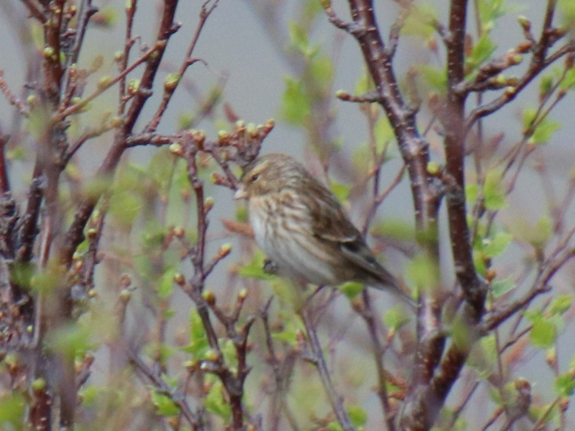 Twite - Alexandre Anctil