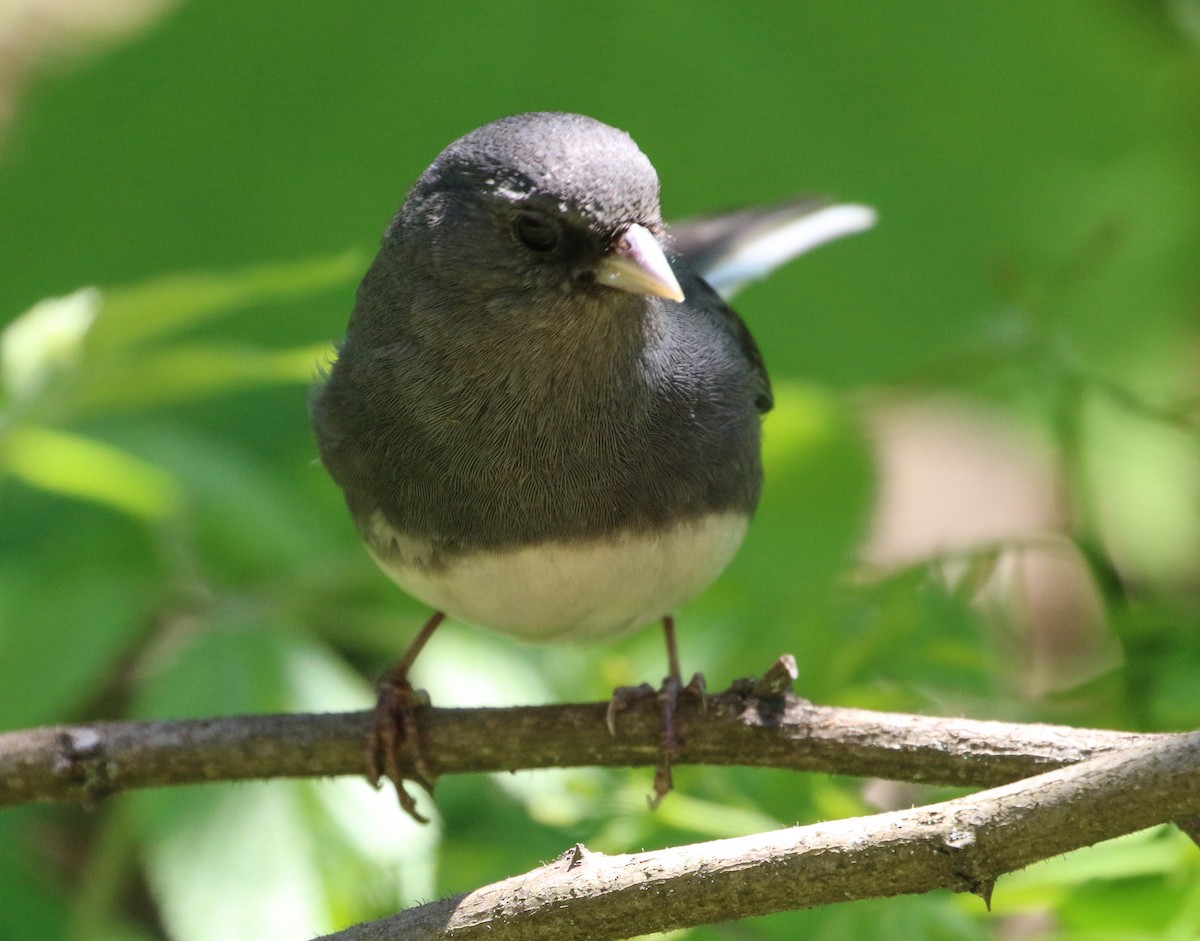 Dark-eyed Junco - ML103408721