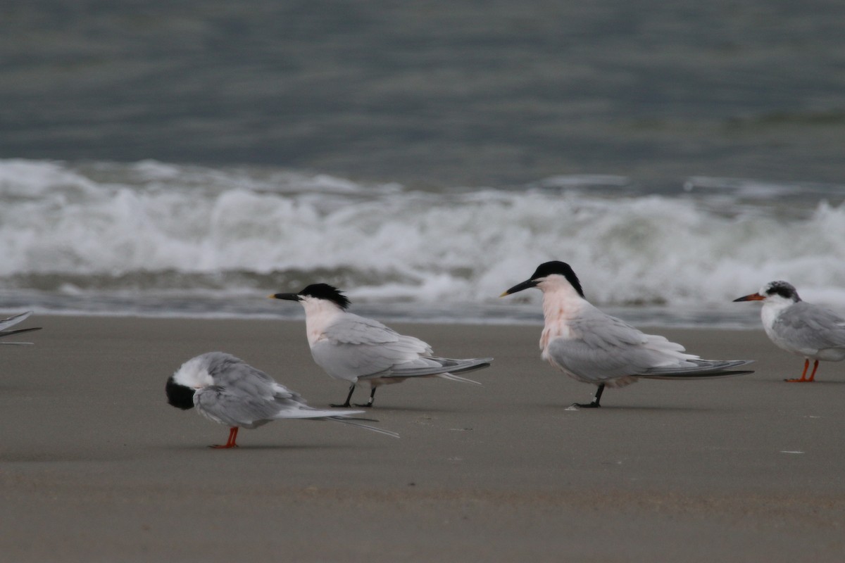 Sandwich Tern - ML103408981