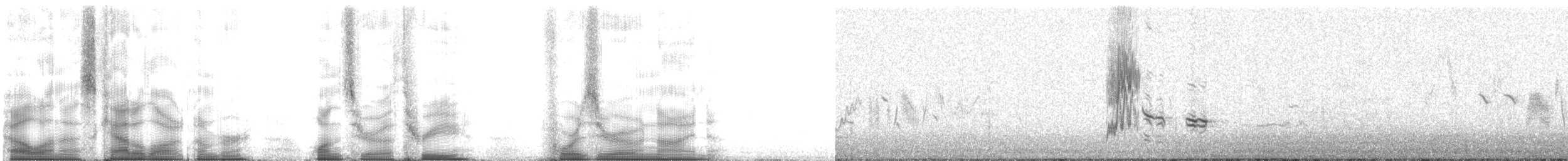 Ringdrossel (Nördliche Ringdrossel) - ML103409