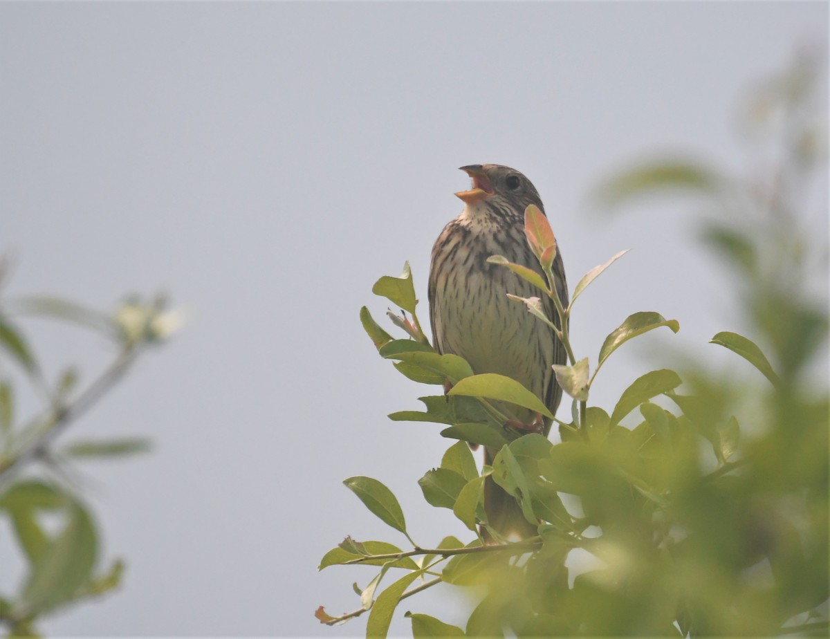 Corn Bunting - ML103409231