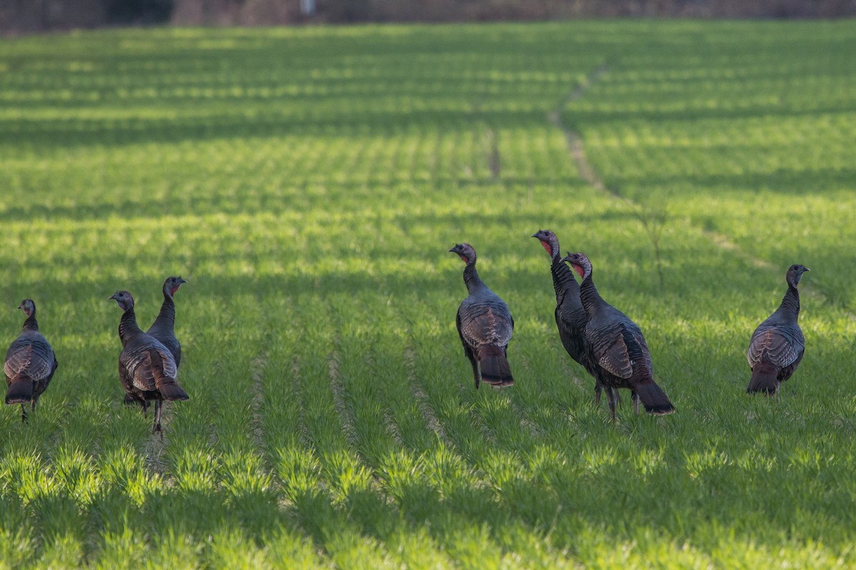 Wild Turkey - ML103410211