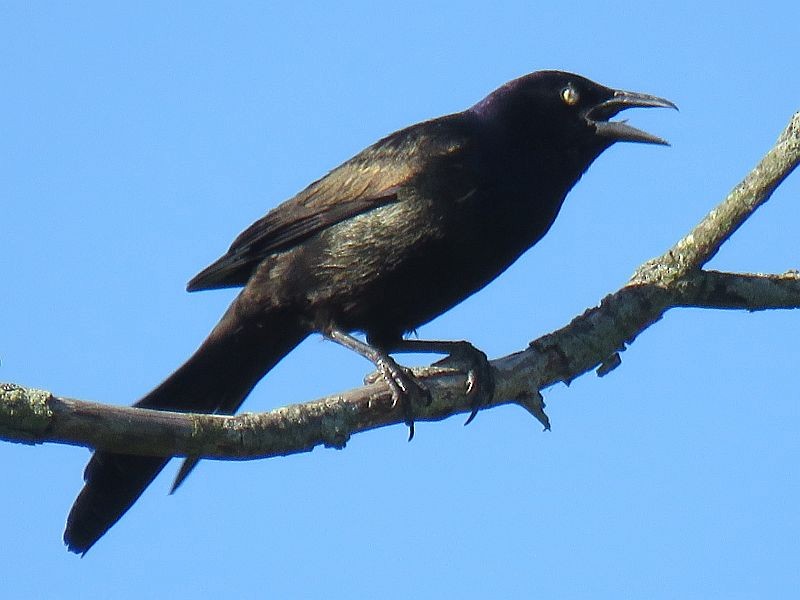 Common Grackle - ML103411651