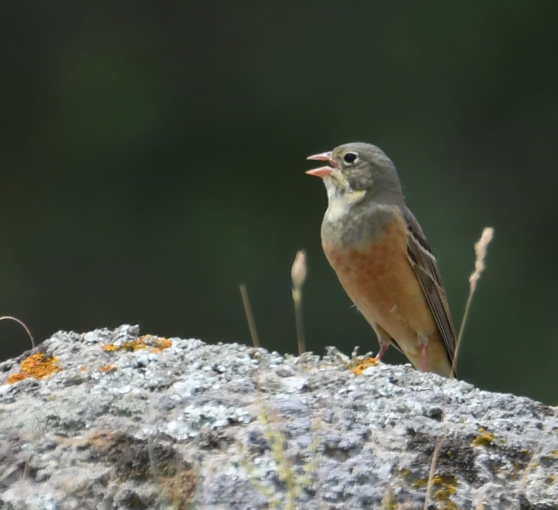 Ortolan Bunting - ML103412121