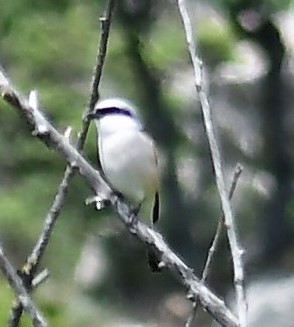 Red-backed Shrike - ML103412281