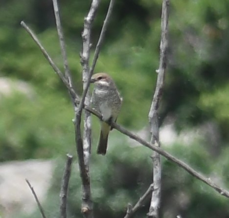 Red-backed Shrike - ML103412291