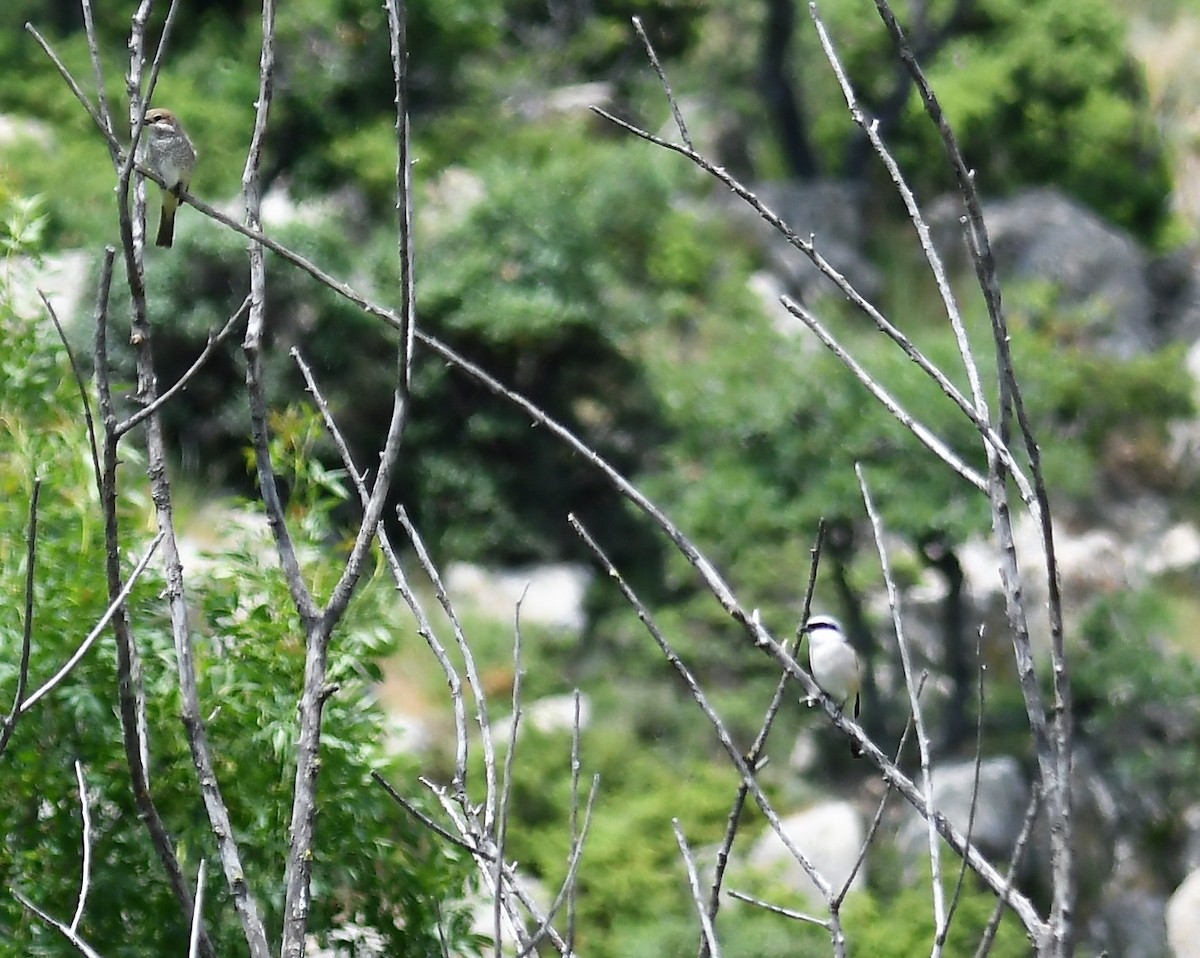 Red-backed Shrike - ML103412301