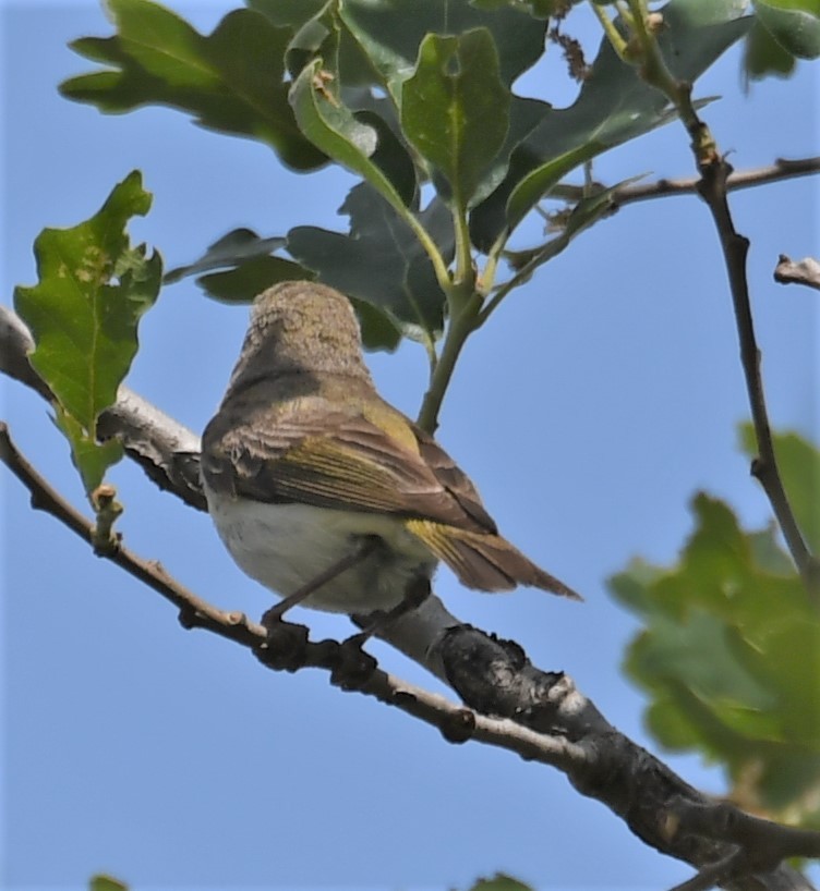 Eastern Bonelli's Warbler - Neil Wingert