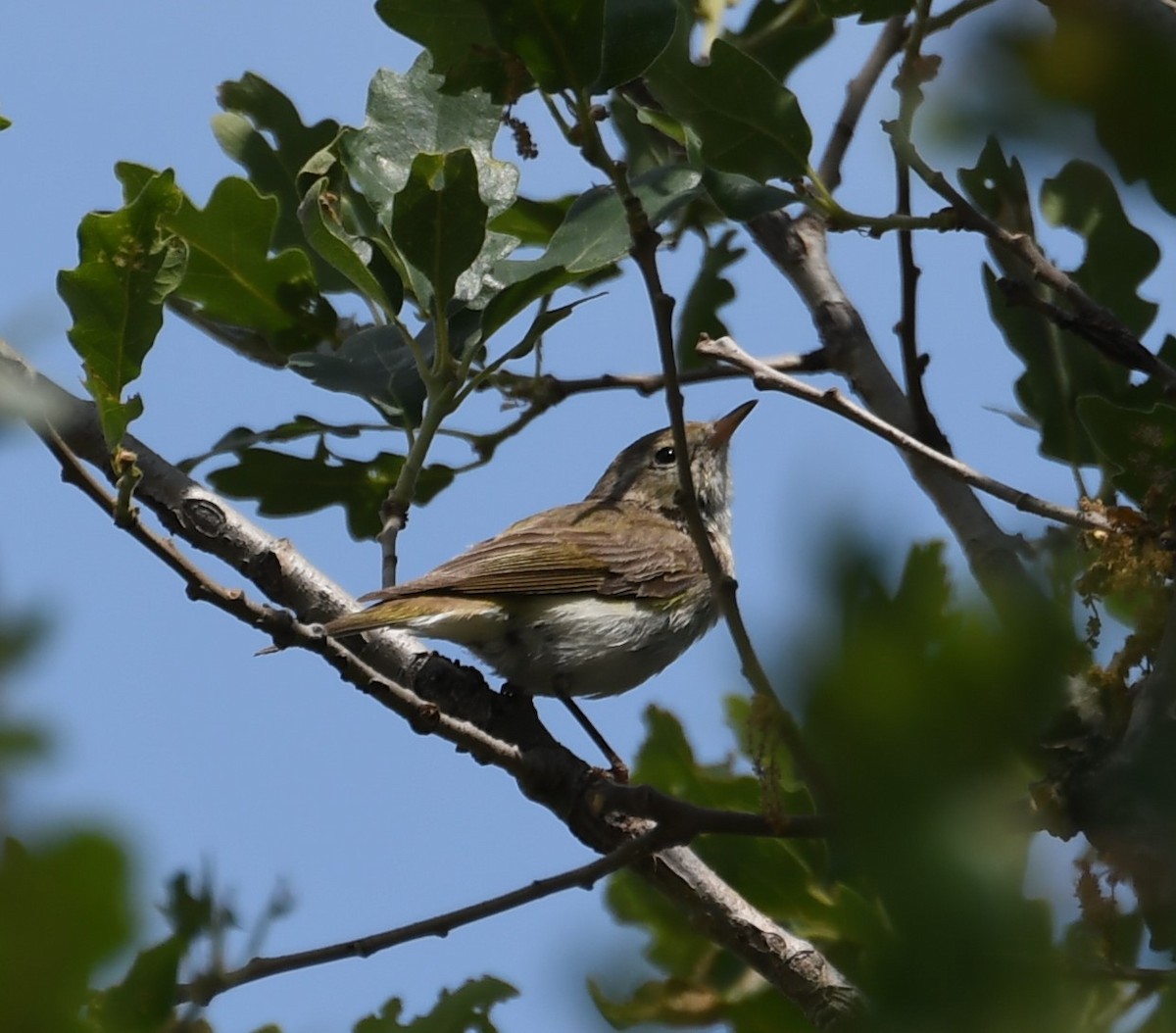 Mosquitero Oriental - ML103412401