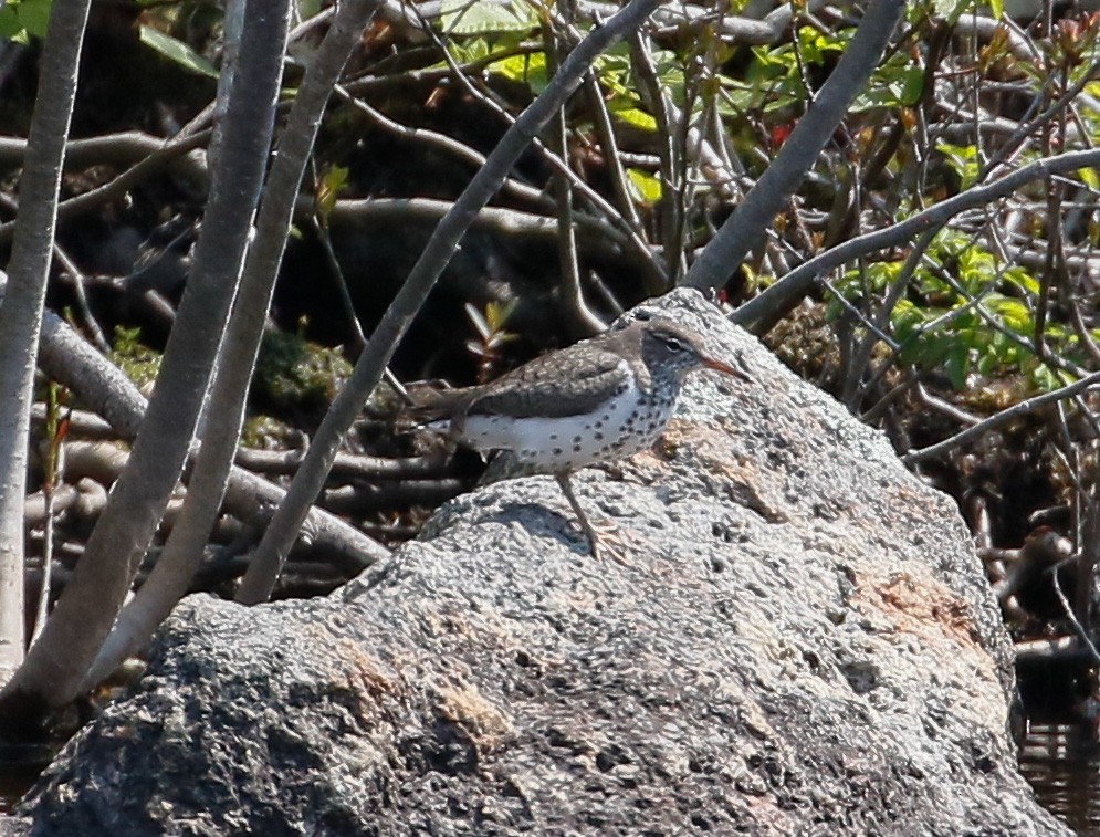 Spotted Sandpiper - Scott Surner