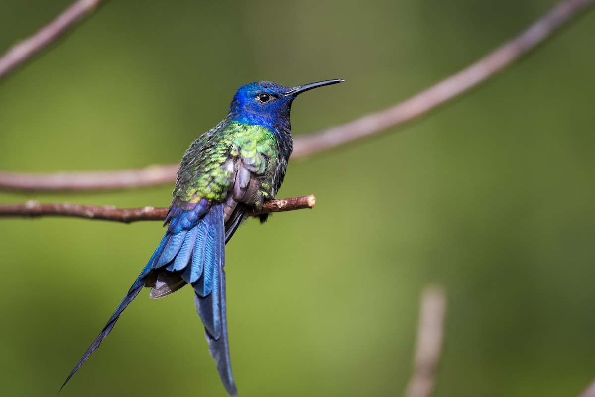 Swallow-tailed Hummingbird - Claudia Brasileiro