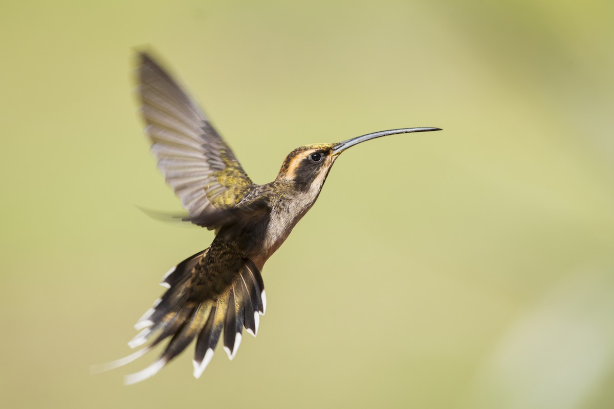 Scale-throated Hermit - Claudia Brasileiro