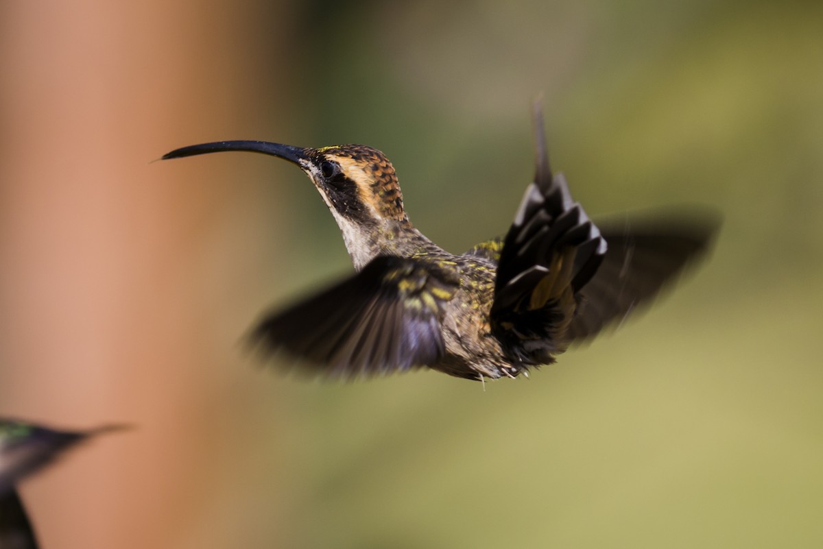 Scale-throated Hermit - ML103412901
