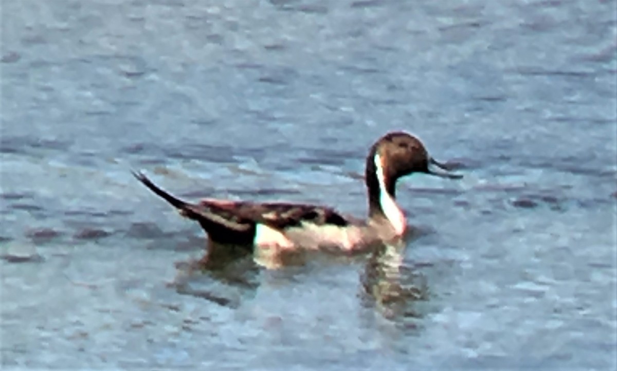 Northern Pintail - ML103413131