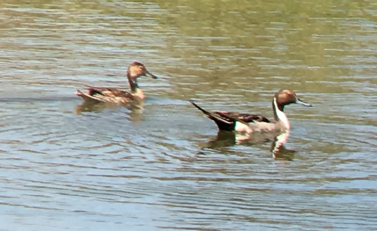 Northern Pintail - ML103413141