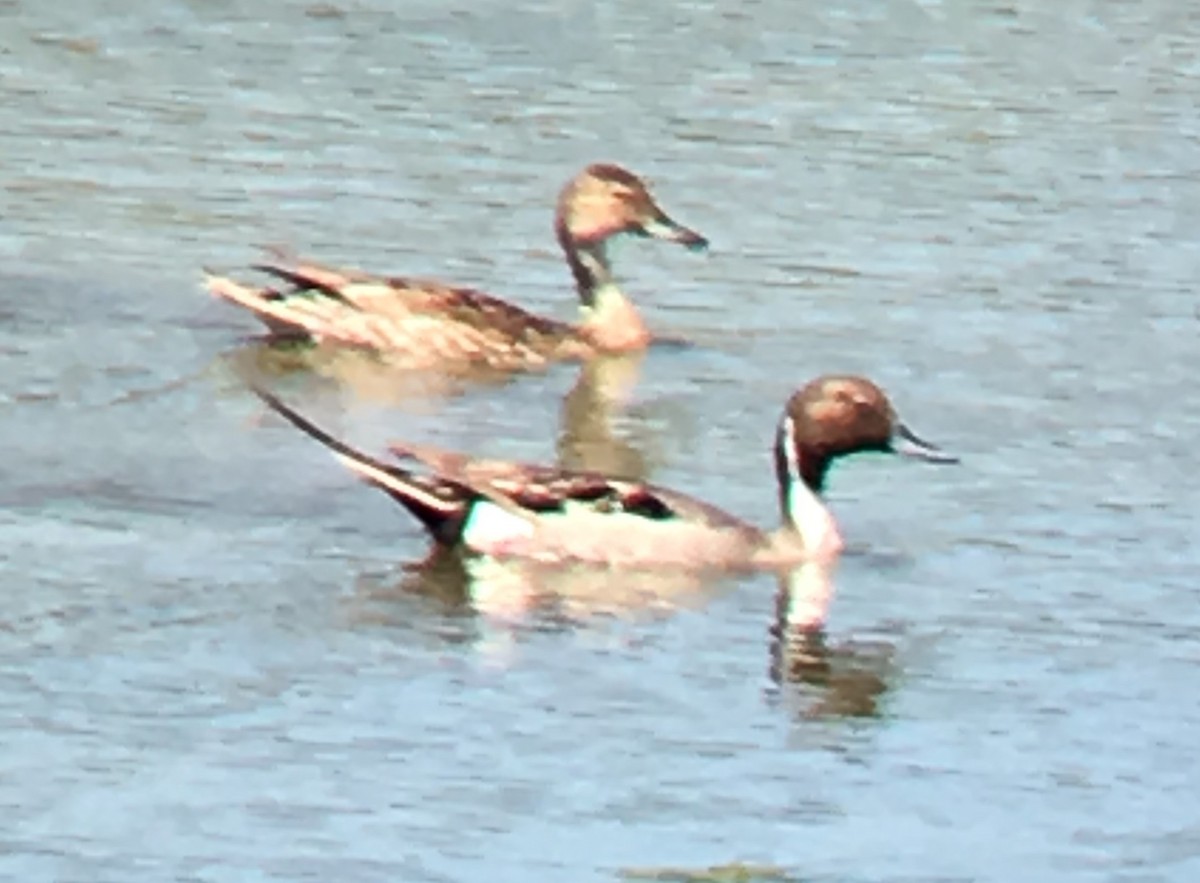 Northern Pintail - ML103413151