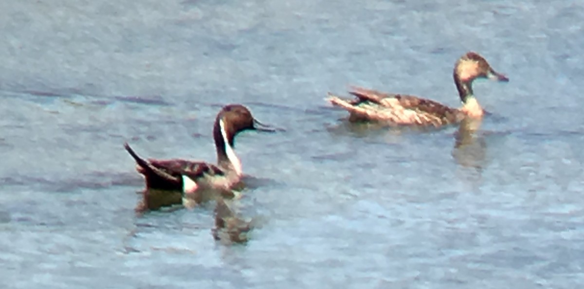 Northern Pintail - ML103413161