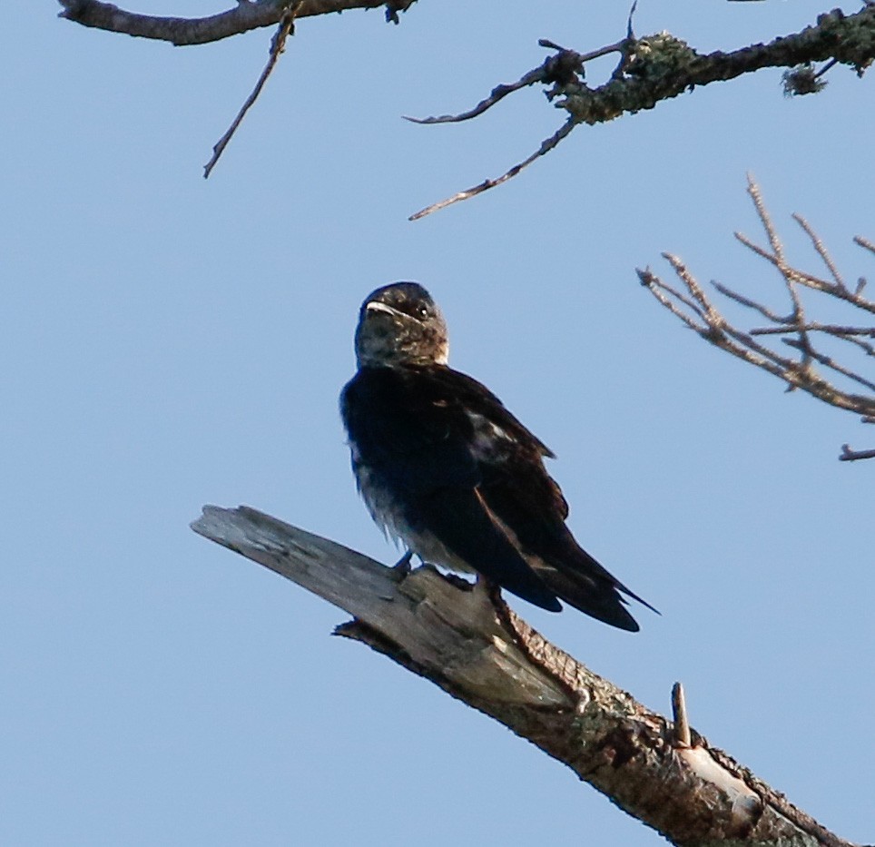 Purple Martin - ML103413271