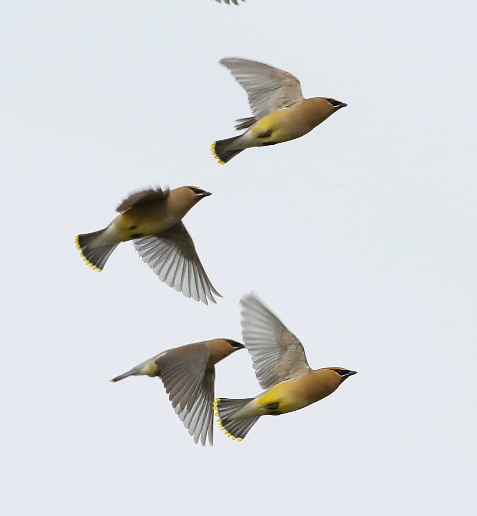 Cedar Waxwing - ML103413391