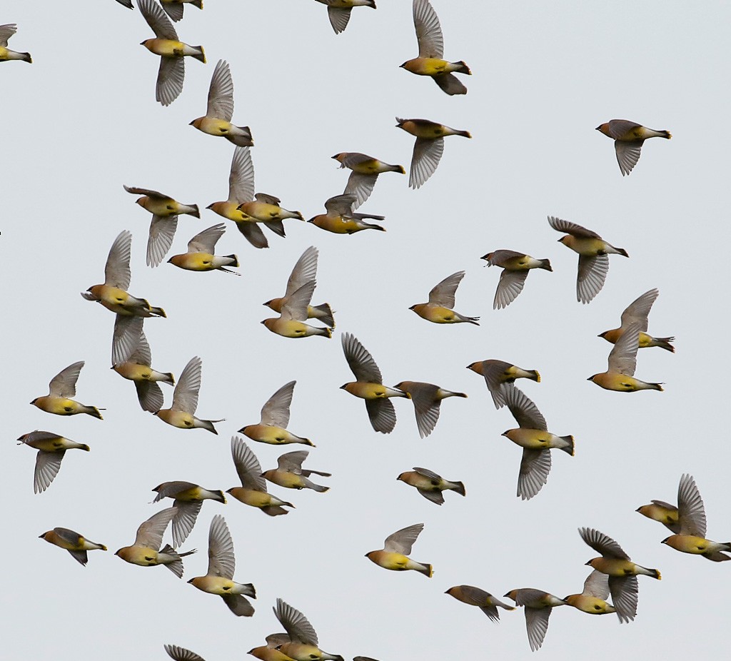 Cedar Waxwing - Scott Surner